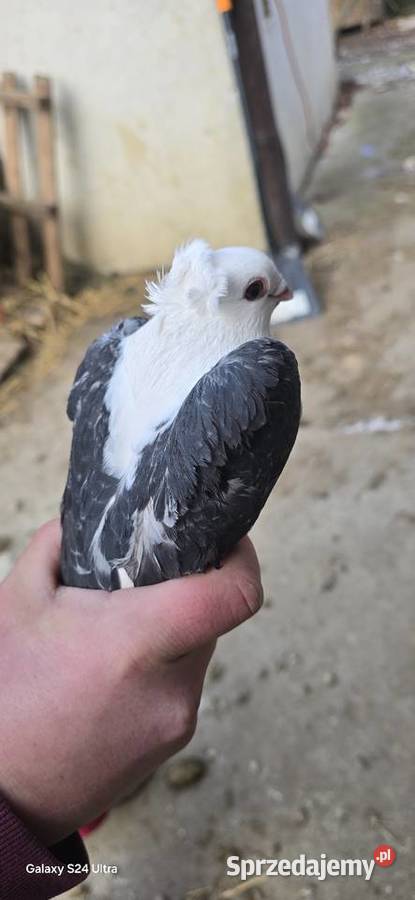 Zamienie samca mewki na samiczke Niedźwiedza sprzedam