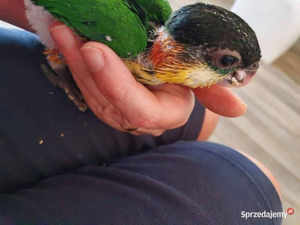 Barwinka ręcznie karmiona Paniówki