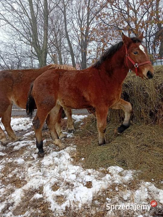 Źrebak zimnokrwiste Śląska Gniezno