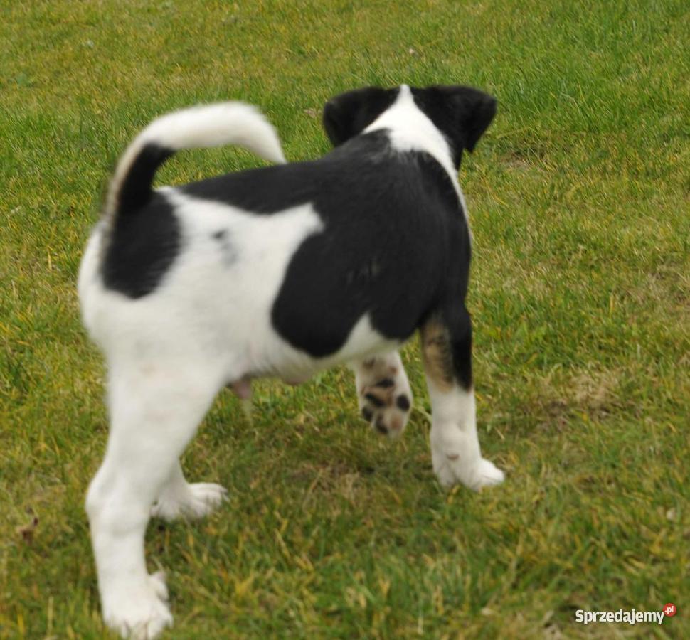 Foksterier krótkowłosy szczeniak samiec Rokietnica