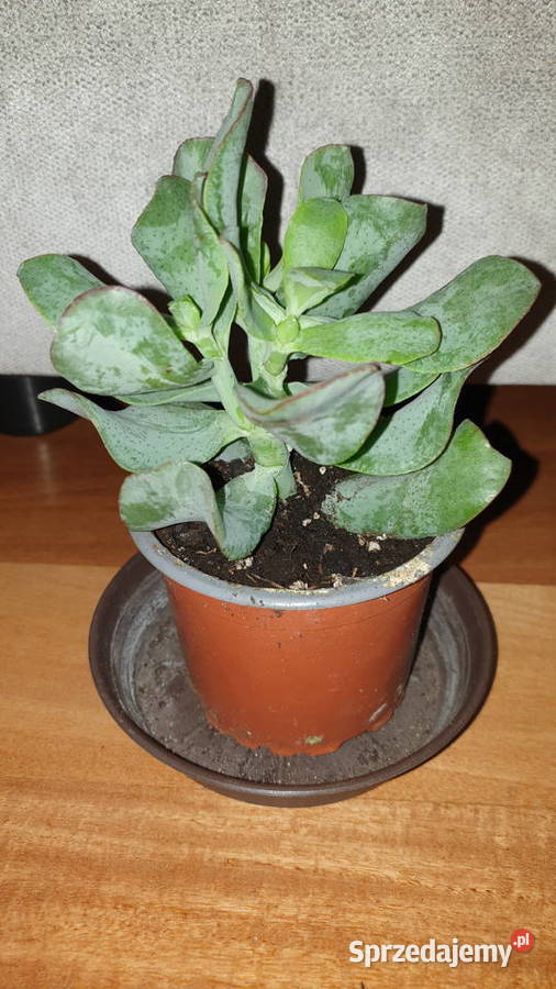 Crassula Arborescens Crassula undulatifolia Blue Warszawa