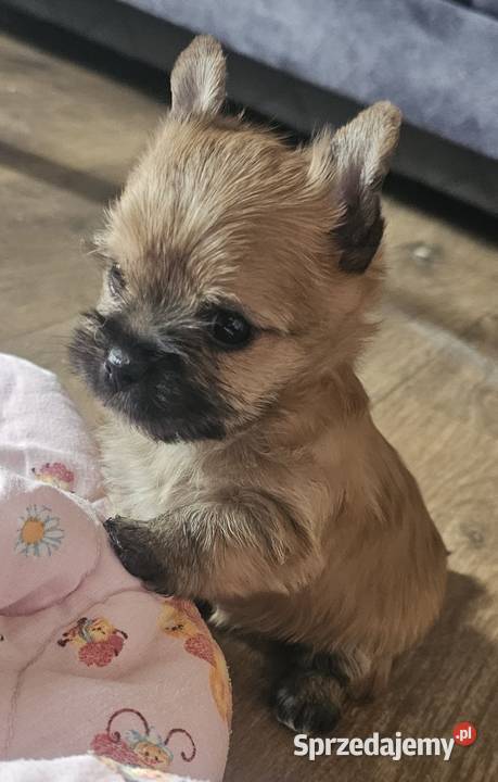 Yoreczka śliczna dziewczynka złota Częstochowa