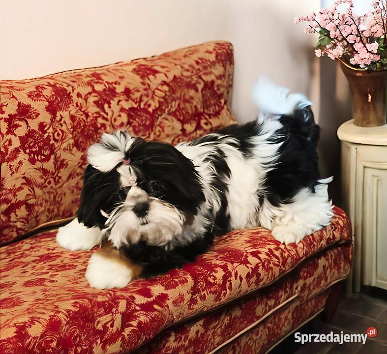 Shih tzu suczka piękna dolnośląskie Wałbrzych