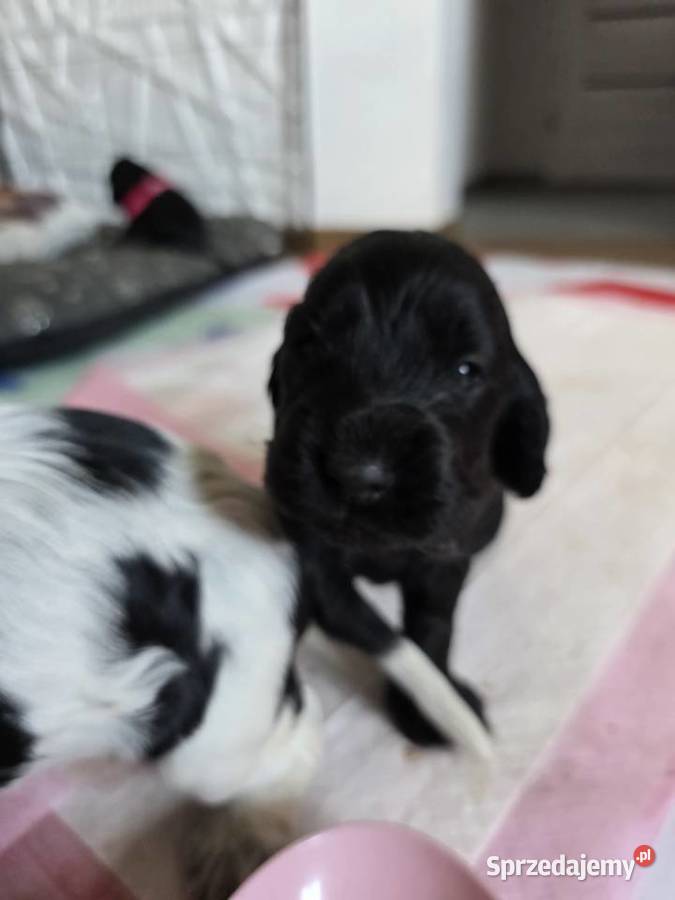 Cocker spaniel angielski pieski i sunie Żelazków