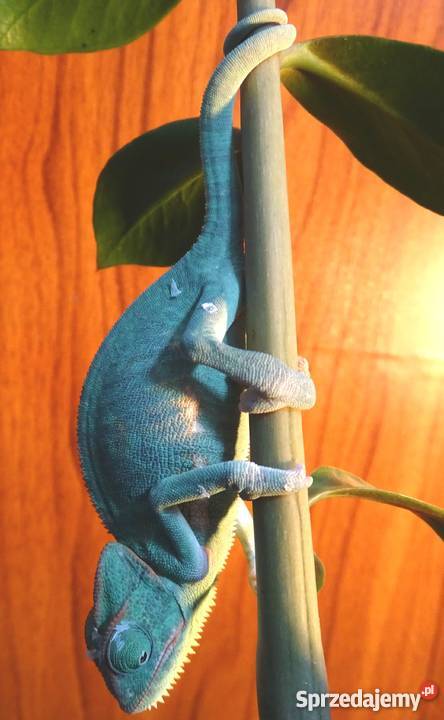 Młode Kameleony jemeńskie