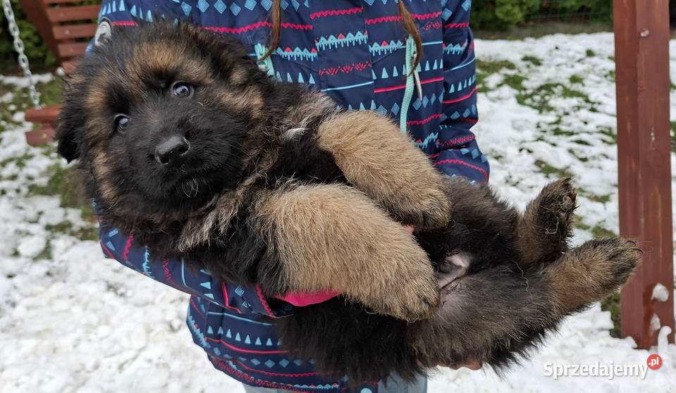 owczarek niemiecki długowłosy Długołęka