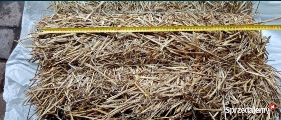 Sloma mała kostka zbiór 2025 dolnośląskie Nowojowice