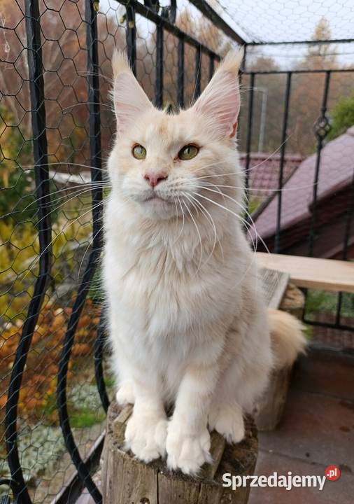 Dwuletnia towarzyska koteczka Maine Coon