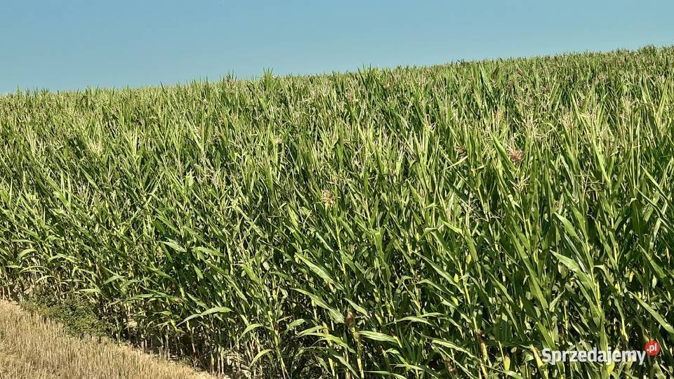 Kukurydza na pniu Rolnictwo Kisiołki