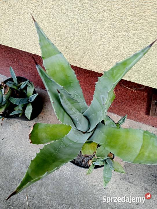 Duża Agawa Kraków