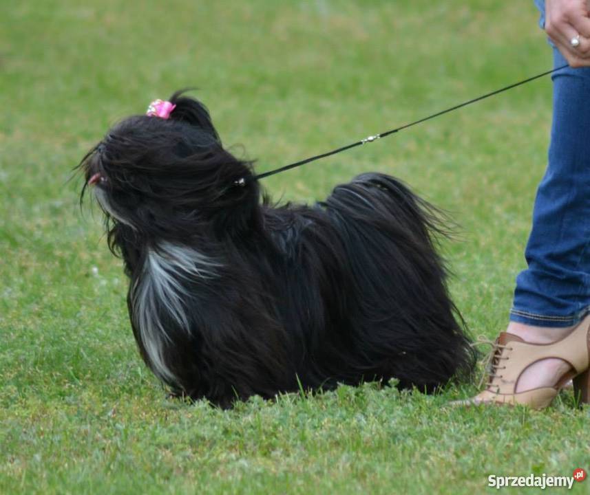 Shih tzu z rodowodem ZHPR UCIunikalne umaszczeni Iława