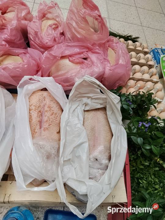 Tuszki kaczki kurki lubelskie Puławy