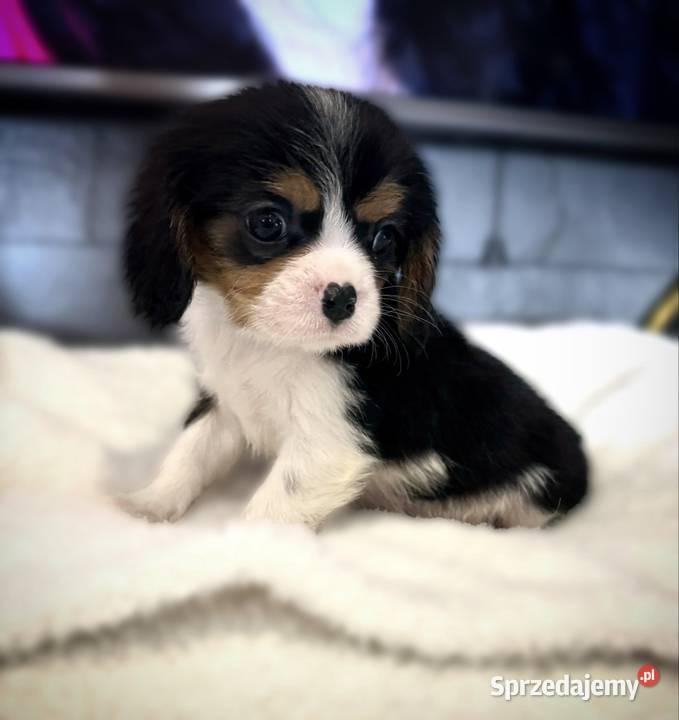 Piesek BERNIE Cavalier King Charles Spaniel małopolskie Limanowa