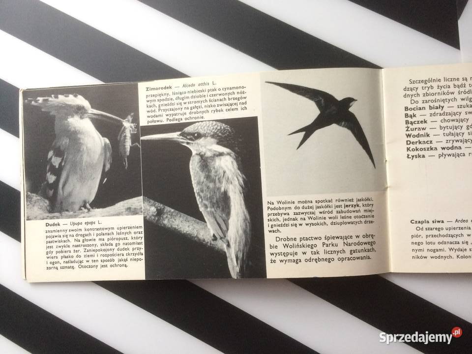 3558 Ptaki Wolińskiego Parku Narodowego Szczecin sprzedam