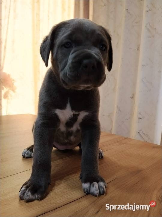 Cane Corso Italiano lubelskie