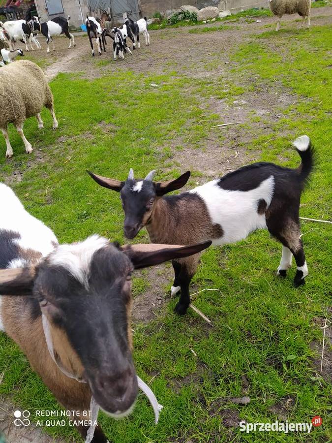 Sprzedam barana lubelskie Nadzieja