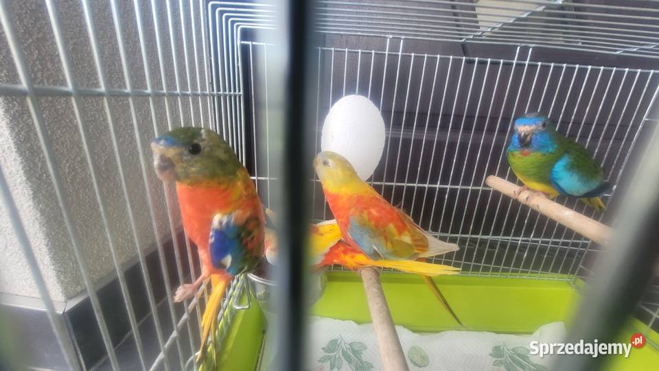 Papugi łąkówki turkusowe małopolskie Wieliczka