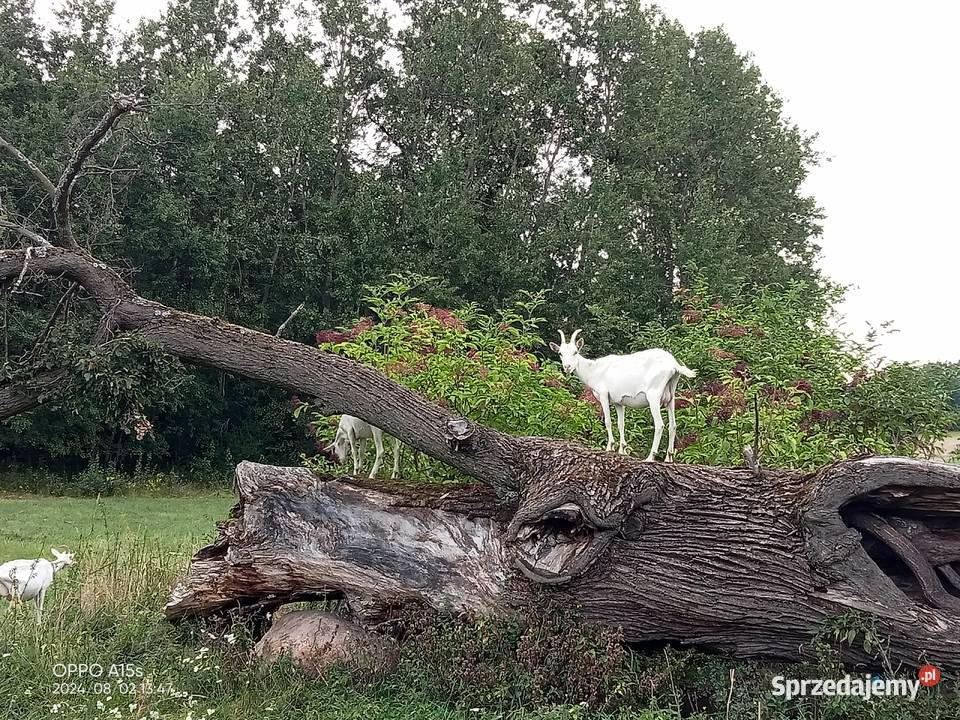 Kozy Saaneńskie sprzedam
