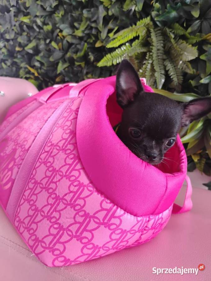 Chihuahua krótkowłosy FCI Mini Xs Kalisz sprzedam