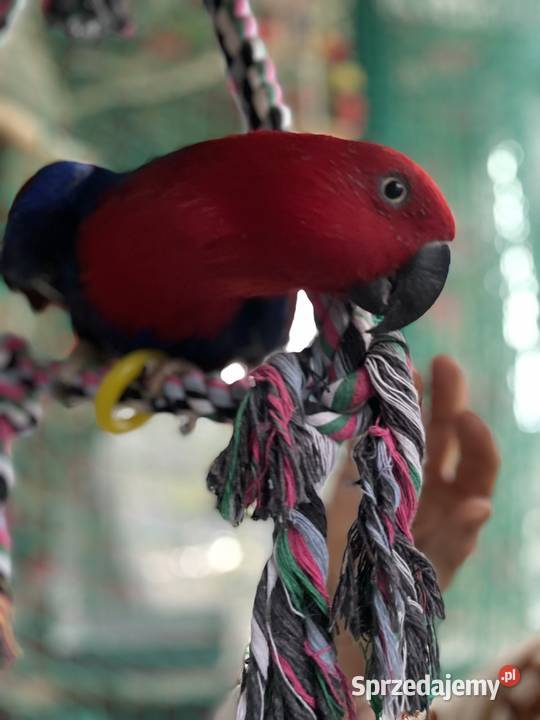 PAPUGA Lora wielka samiczka 6 lat Ptaki Niwiska