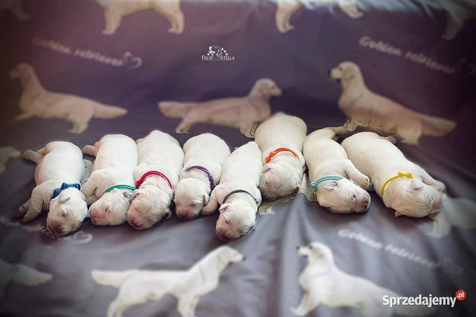 Sprzedam szczenięta golden retriever ZkwPFCI Toruń