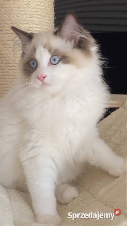 Piękny kocurek Ragdoll gotowy do odbioru z