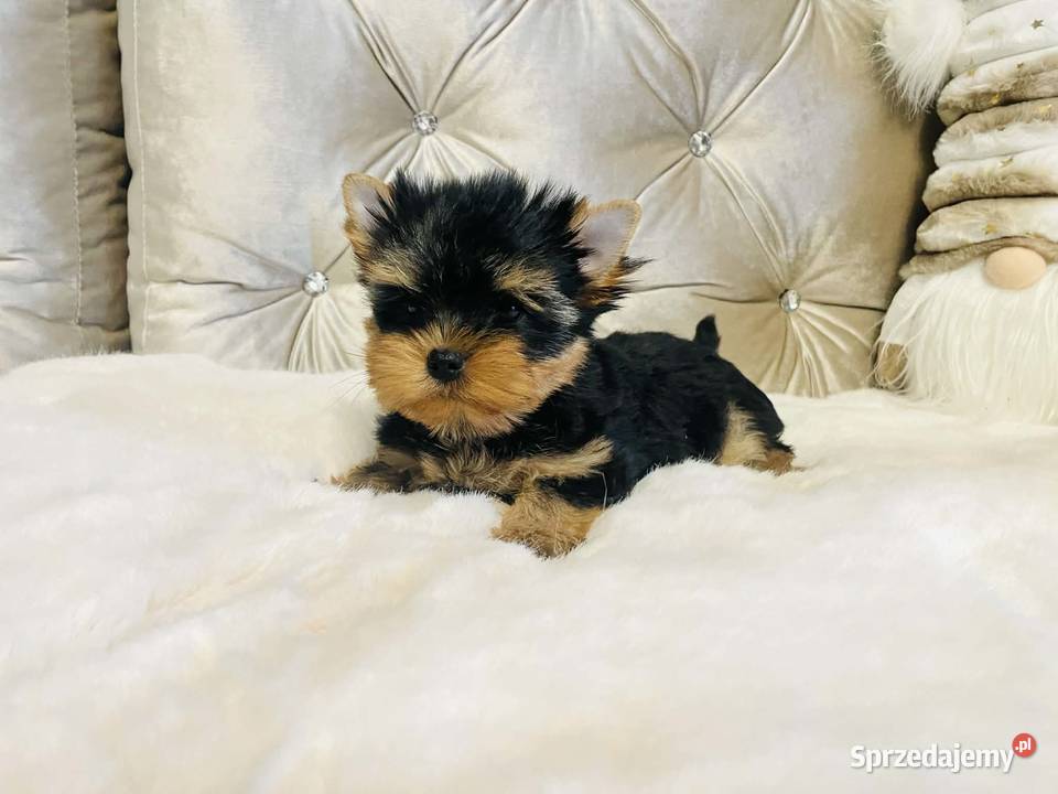 York Piękny Rey Cudeńko wymagających Zwierzęta dolnośląskie Wrocław