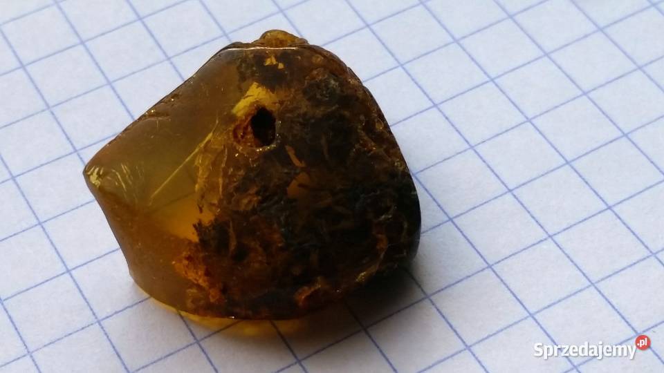 Drewno w bursztynie bałtyckim niebywały okaz Suszec