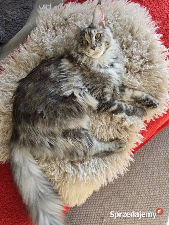 Kotka Maine Coon kociego behawiorysty Nowa Ruda