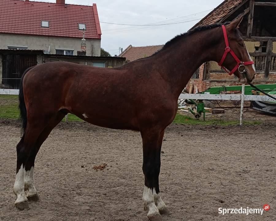 Malowany ogier z matki KWPN Rawicz
