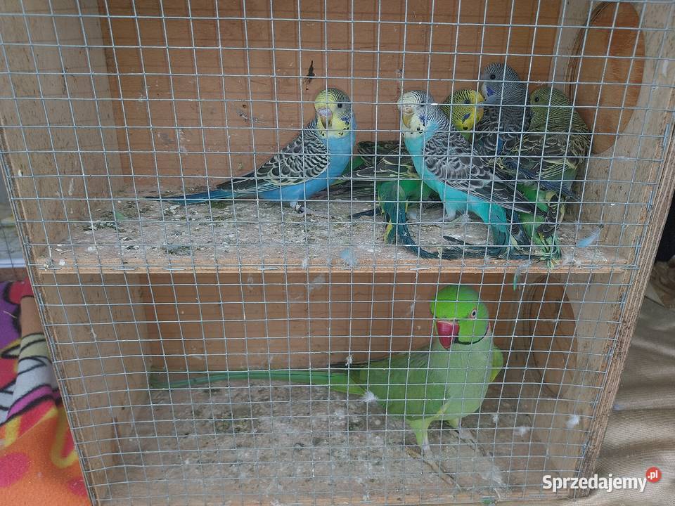 PAPUGI ROZELLA ŚWIERGOTY NIEROZŁĄCZKI FALISTE Sochaczew