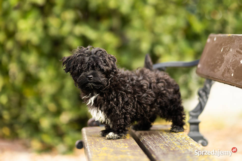 Rosyjska Bolonka Kolorowa Grodzisk Wielkopolski