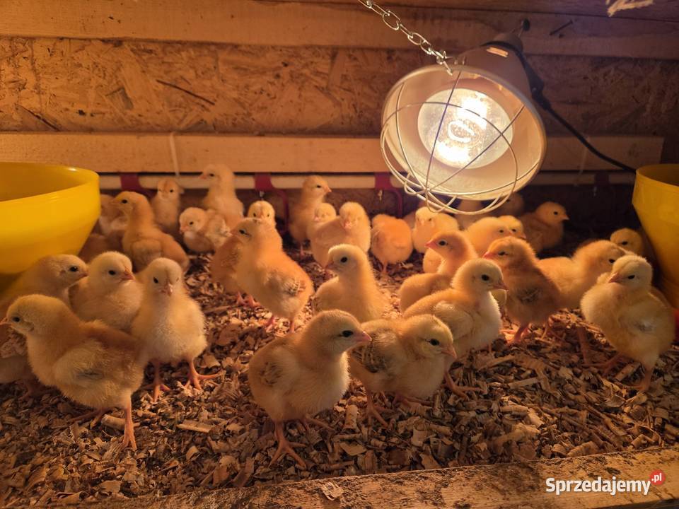 Brojler zagrodowy redbro i gołoszyjki dolnośląskie sprzedam