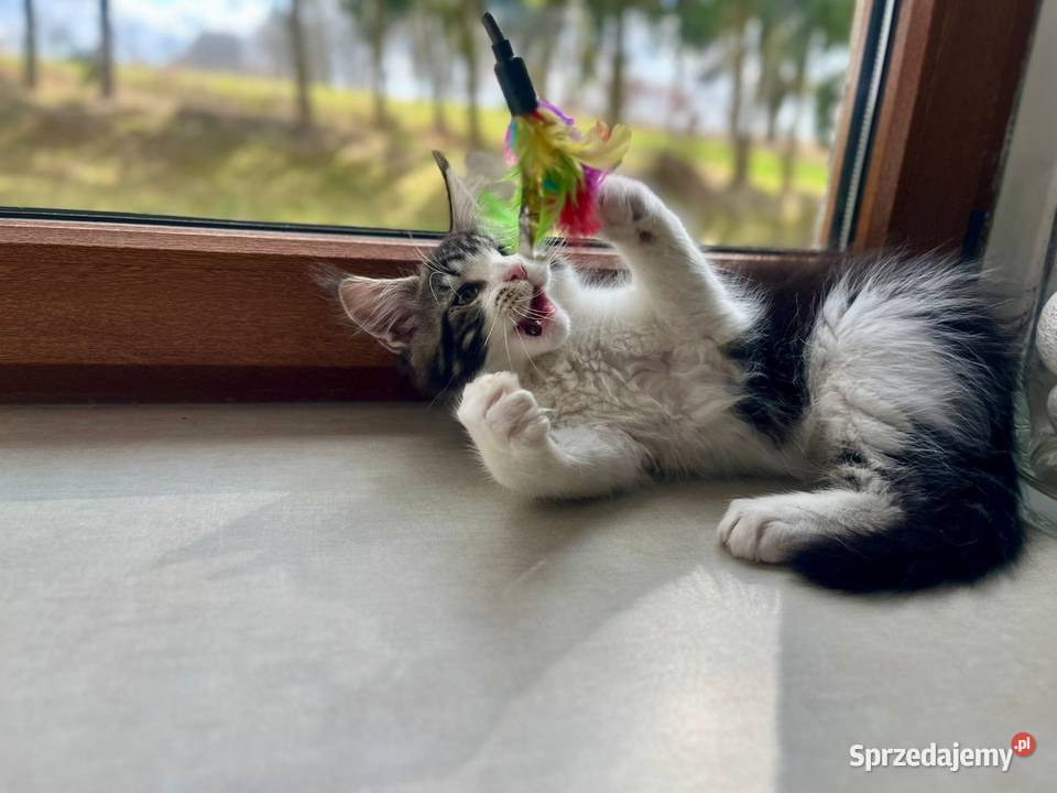 Maine Coon zachodniopomorskie
