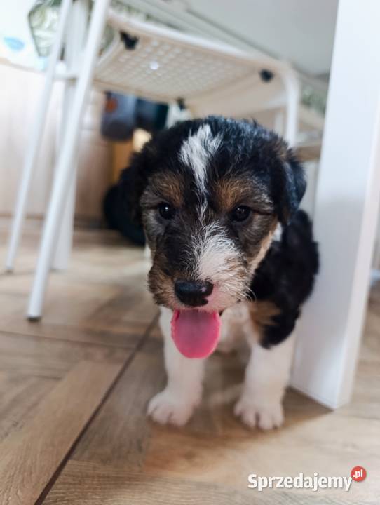 Foksterier tricolor szorstkowłosy mazowieckie Sokołów Podlaski