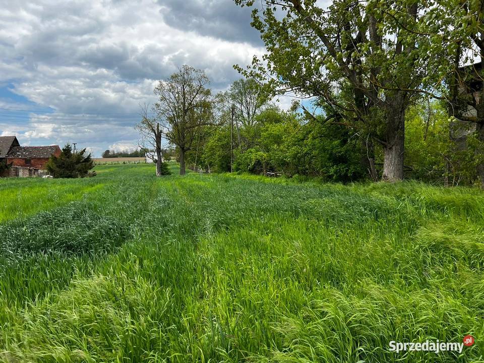 Działka budowlana drodze asfaltowej budowlana Sprzedaż Goszków