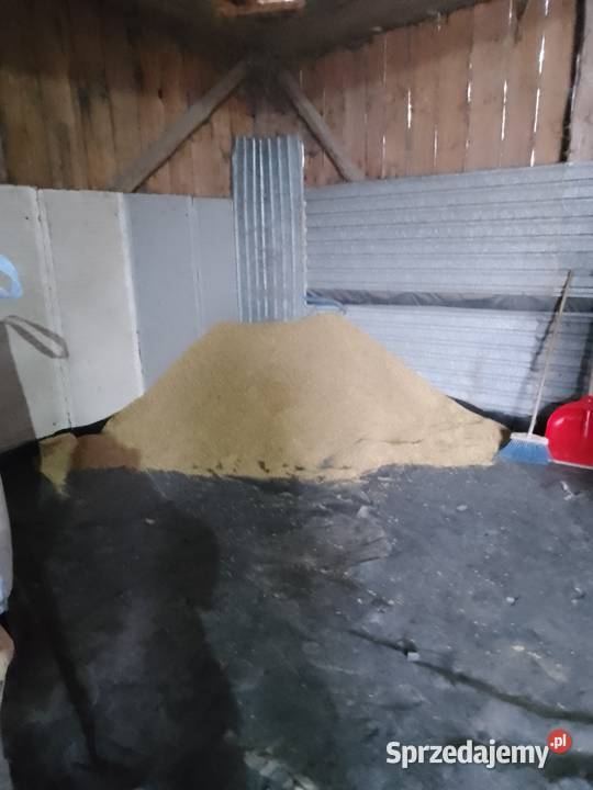 Owies do palenia podkarpackie