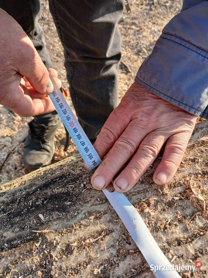 Sprzedam drewno orzech wloski dolnośląskie Ząbkowice Śląskie