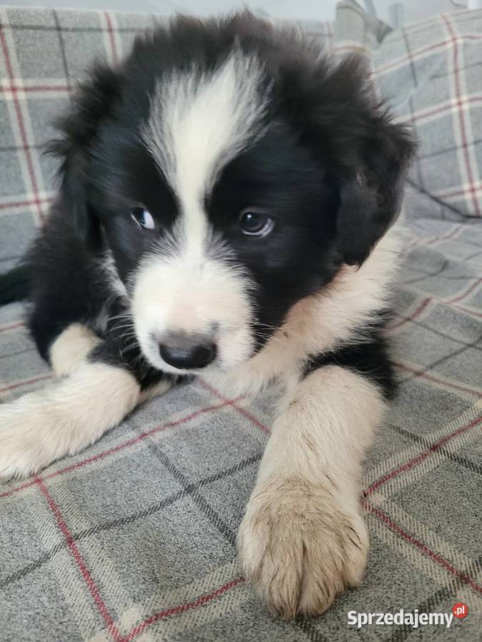 Border collie szczeniaki Psy Łubnice