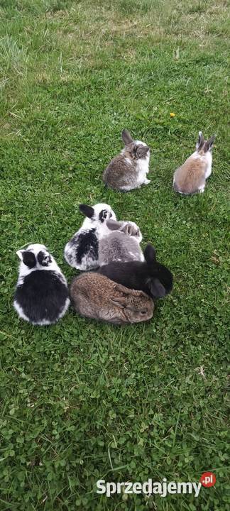 Świnka morska gładkowłose rozetki i inne śląskie Jastrzębie-Zdrój