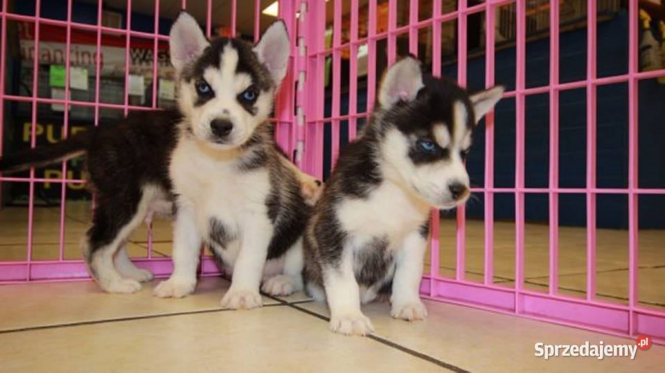 Zarejestrowane szczenięta rasy Siberian Husky Husky wielkopolskie Gręblów
