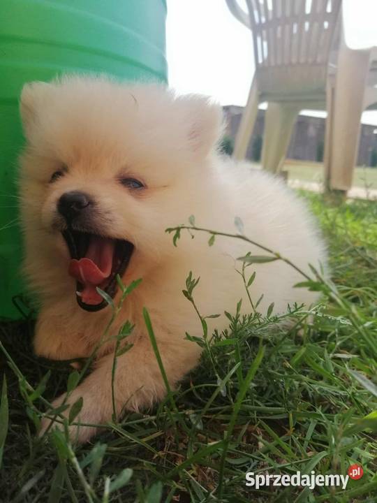 Szpic miniaturowy pomeranian sprzedam