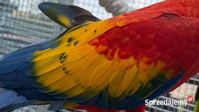 ara macao sprzedam