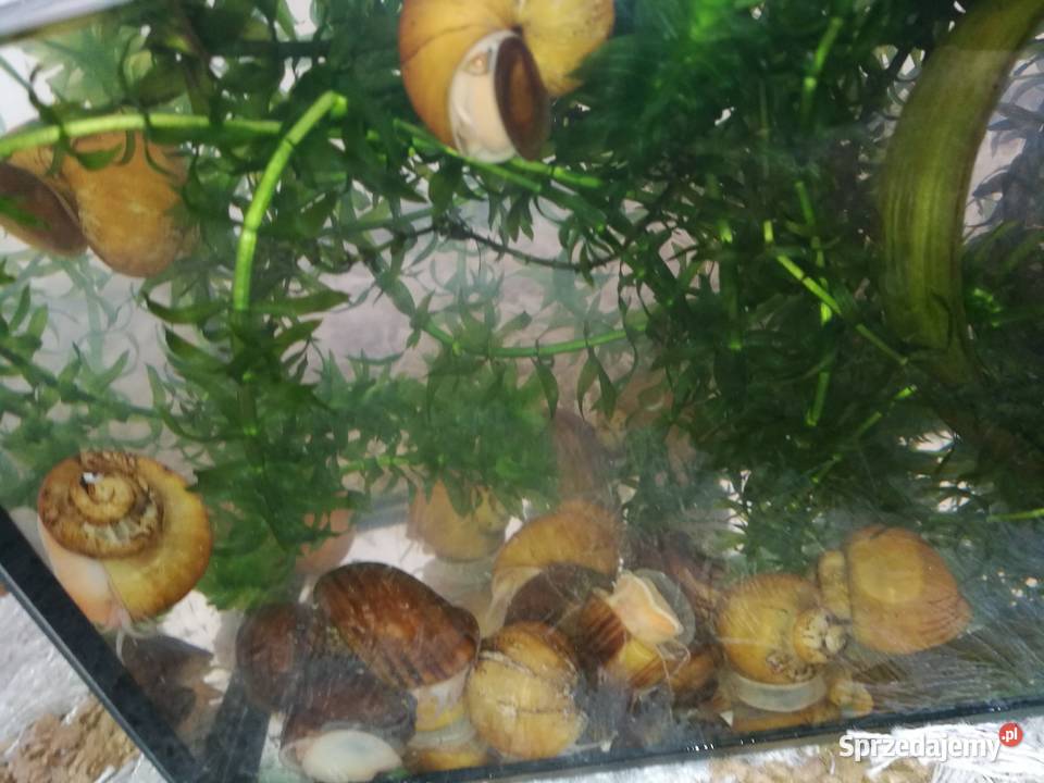 Rośliny do akwarium i ślimaki Mielec