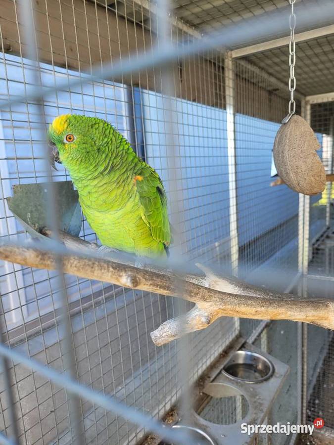 Amazonka niebieskoczelna szuka nowego domu Kleszczów sprzedam