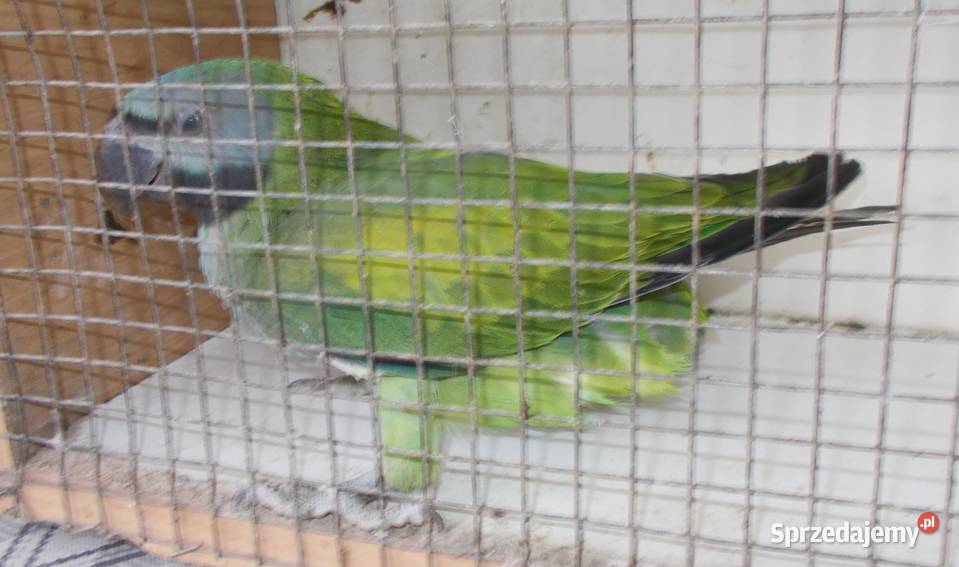 Aleksandretty chińskie wielkopolskie Kościan