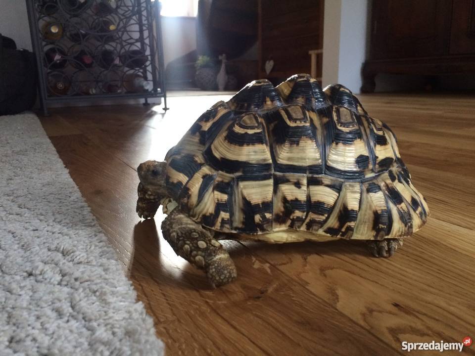 Żółw Lamparci sprzedam