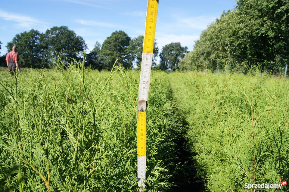 Thuja tuja brabant smaragd świerk srebrny jodła Kraków sprzedam