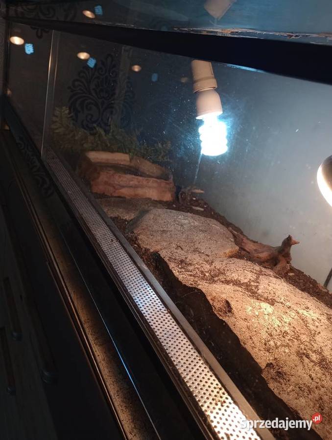 Waran z terrarium dolnośląskie Wałbrzych