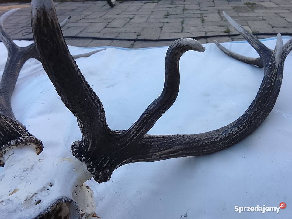 Wieniec jelenia 14stak Żary